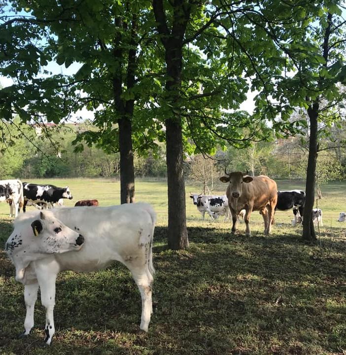Le mucche sono arrivate a Mirafiori: al pascolo nel Parco Piemonte prima di raggiungere i monti