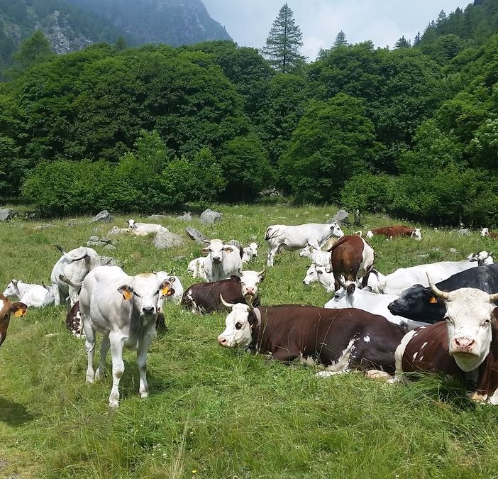 Pascolamento, Coldiretti Piemonte soddisfatta: &quot;Bene la proroga fino al 15 novembre&quot;