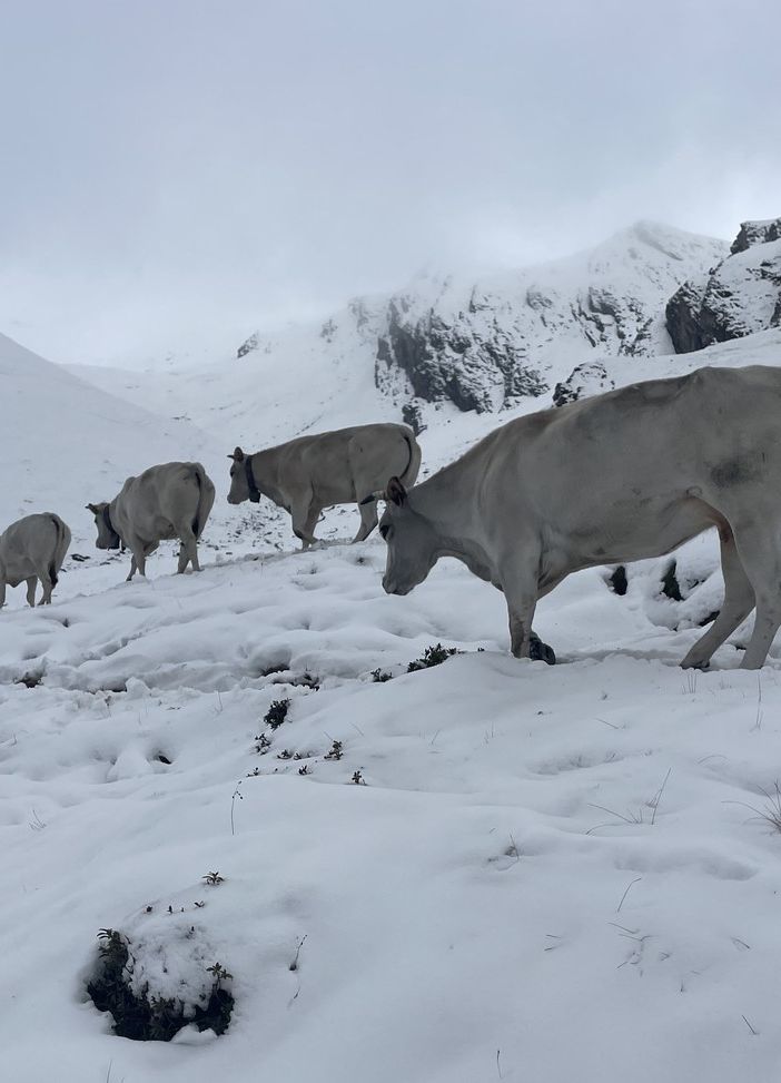 Le prime nevicate in quota mettono in crisi gli allevatori piemontesi