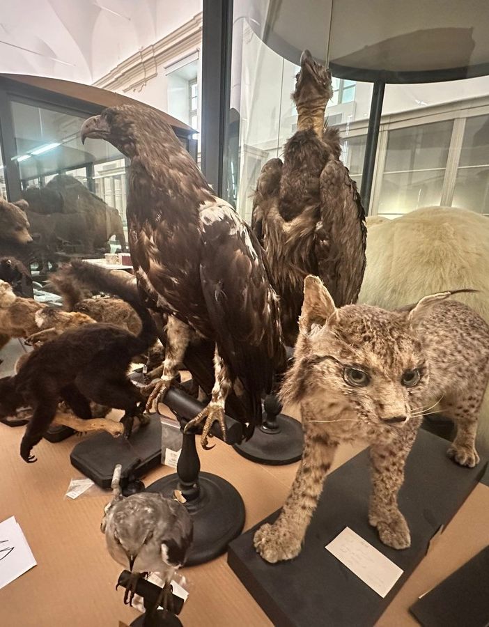 Dieci anni dopo la chiusura riapre il Museo di Scienze Naturali di Torino: “Valorizziamo un patrimonio unico”