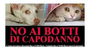 I botti terrorizzano gli animali: &quot;Aiutiamoli a sentirsi al sicuro&quot;