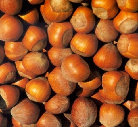 Nocciole, il primo prezzo non accontenta gli agricoltori