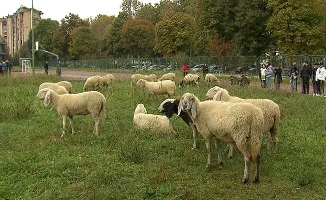 non seguire il gregge nichelino