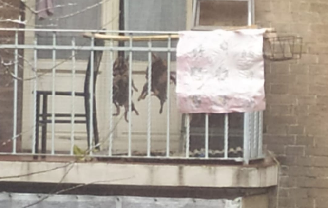 Nutrie appese su un balcone in Lungo Dora