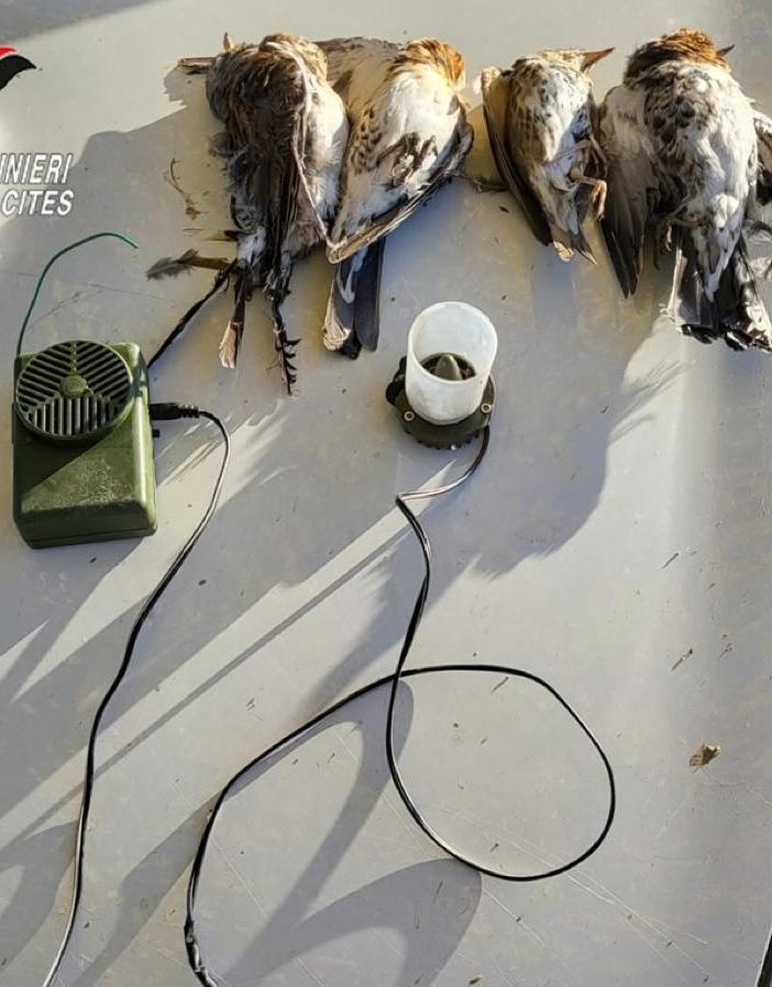 attrezzi per la caccia degli uccelli
