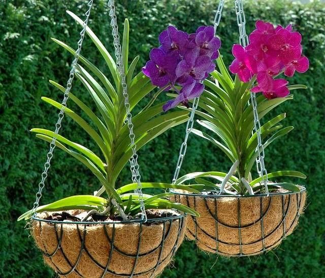 Orchidea Vanda… qualche consiglio di coltivazione