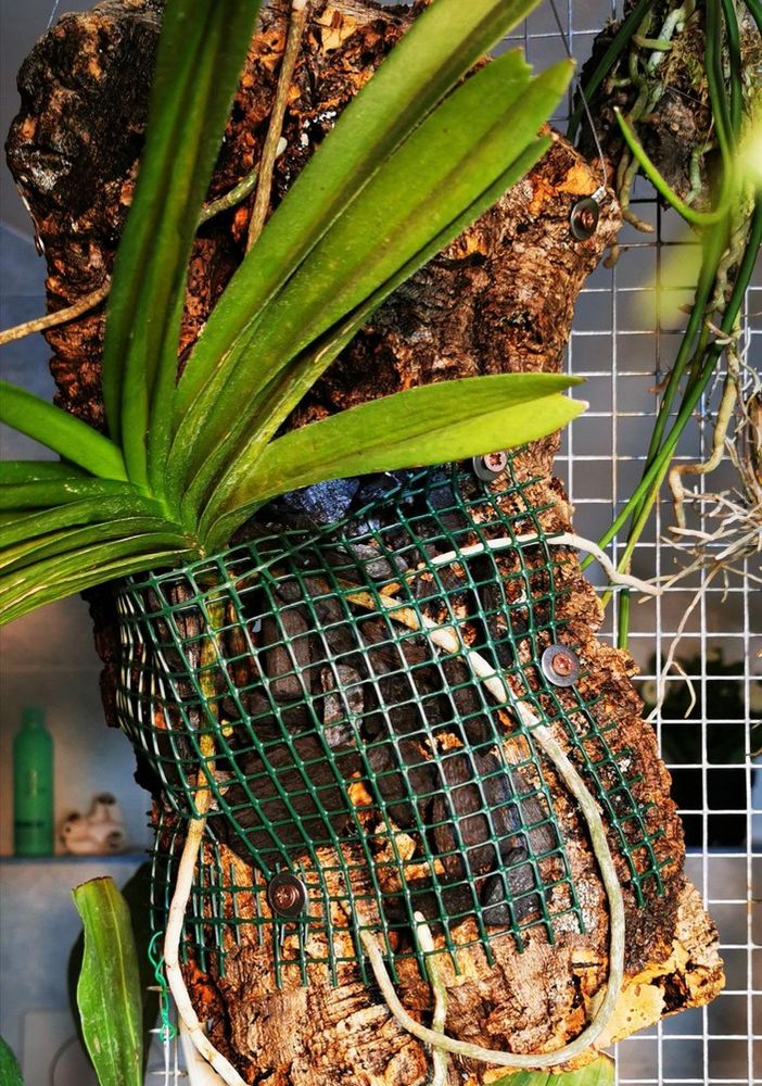 Orchidee su zattera, come si fanno e come si tengono?