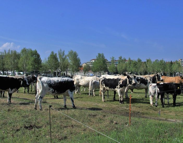 Orti didattici e pastori nel nuovo Parco Piemonte: a Mirafiori l'agricoltura di domani [FOTO]