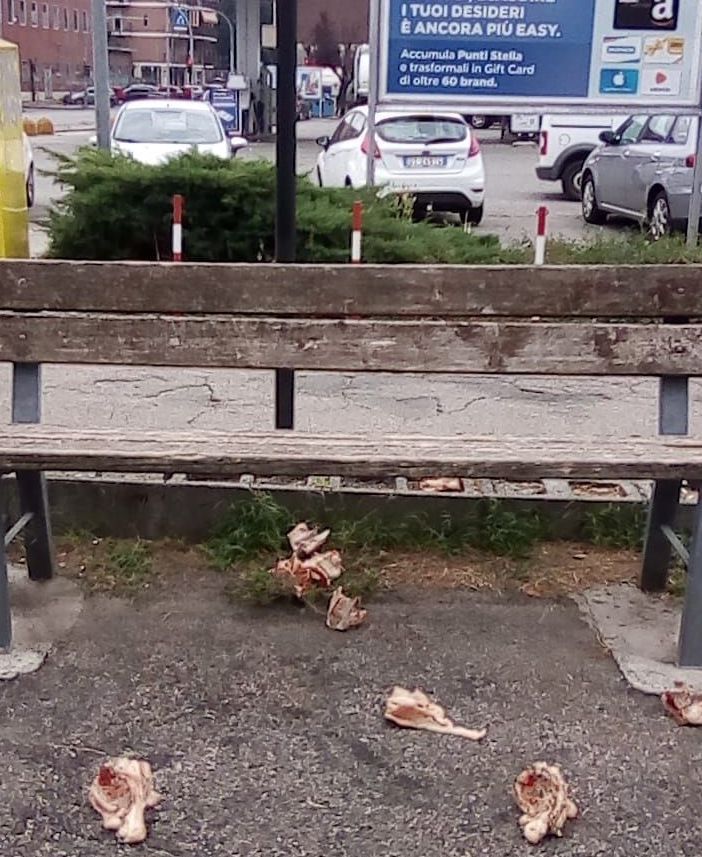 carne abbandonata moncalieri