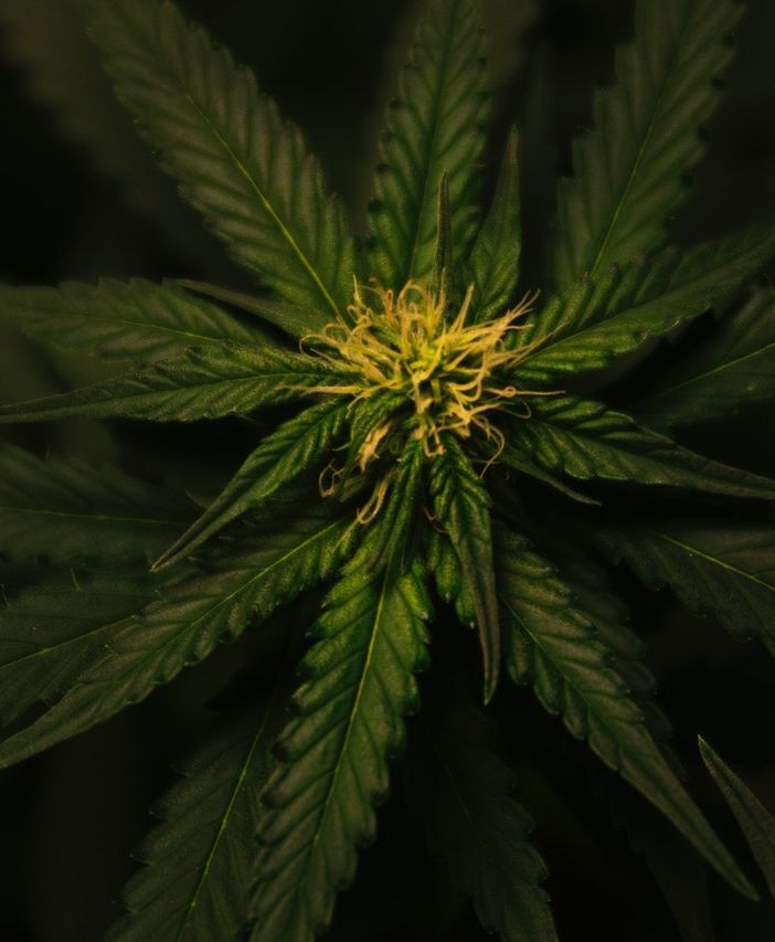 Cannabis terapeutica coltivata dal Comune di Torino: il 18 aprile consiglio comunale straordinario