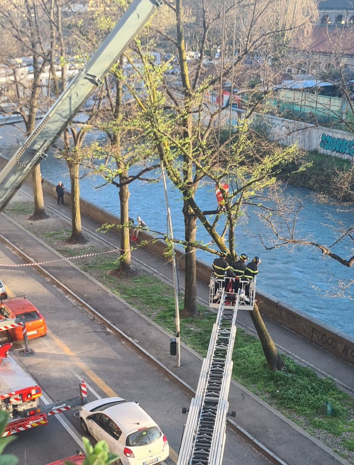 Troppo vento, si piega un albero su Lungo Dora: rimosso dai vigili del fuoco [VIDEO]