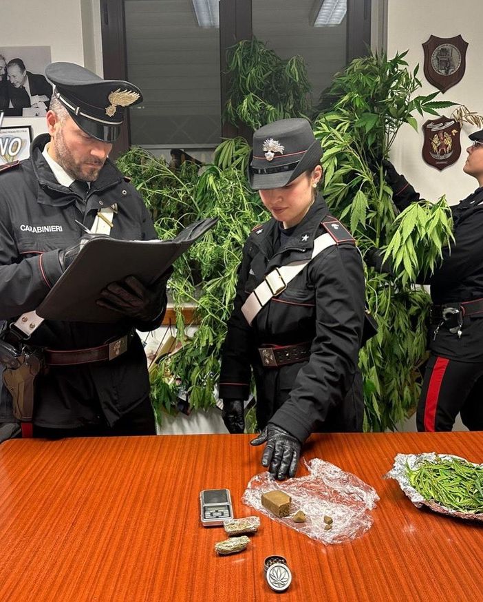 Coltivava marijuana,  denunciato un 38enne di Cintano scoperto con piante alte due metri