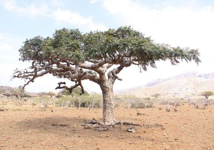 Boswellia sacra, la vera pianta dell'incenso
