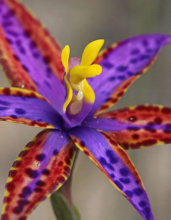 Orchidee australiane: non solo i Koala rischiano l’estinzione