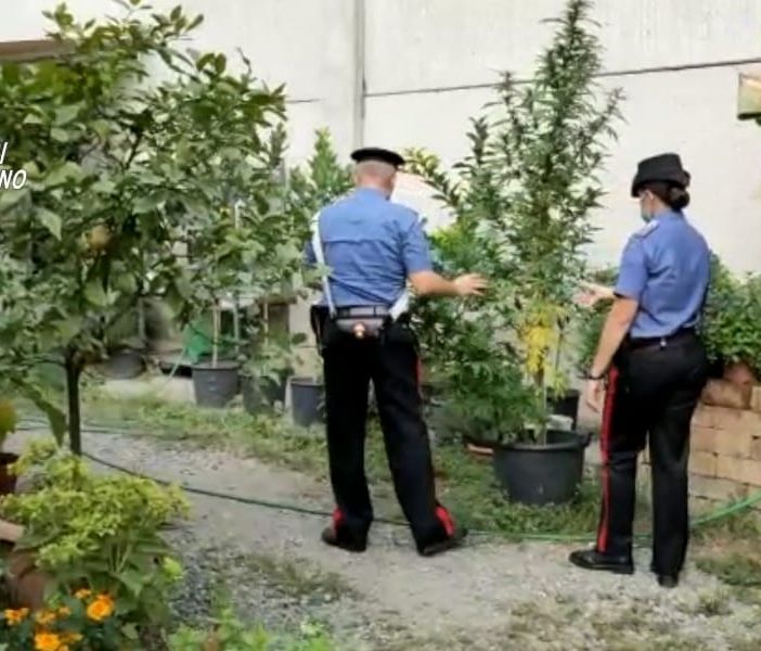 Un &quot;vivaio di marijuana&quot; con piante alte due metri nascosto in un giardino tra edere, palme, pomodori e gelsomini [VIDEO]