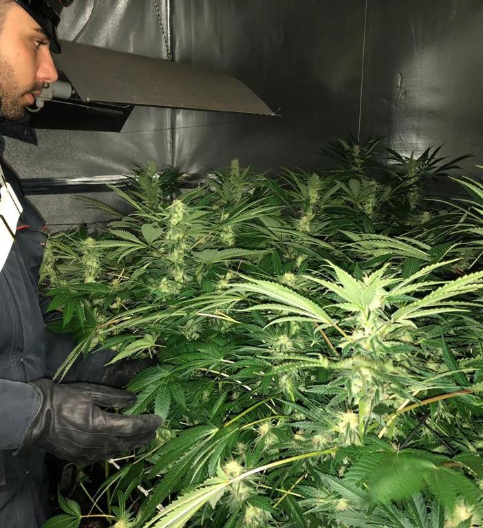Trasforma il suo appartamento in una serra di marijuana: arrestato un disoccupato nel Canavese