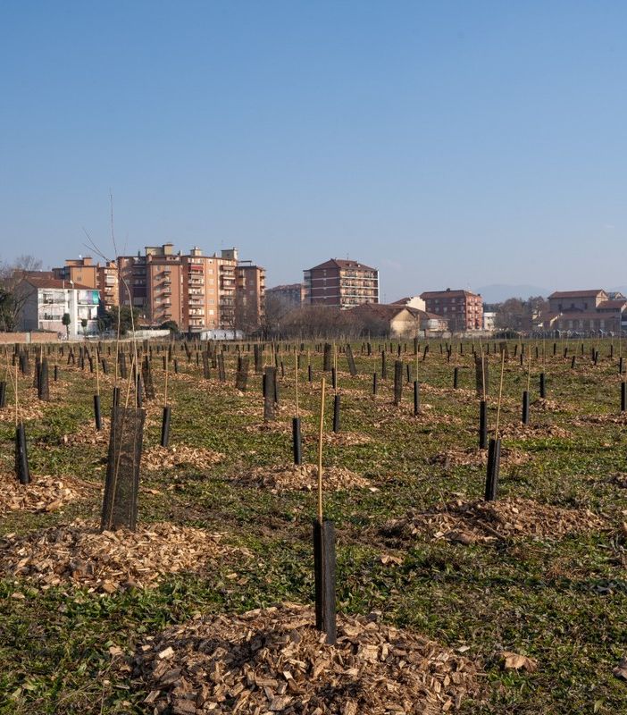 alberi parco piemonte
