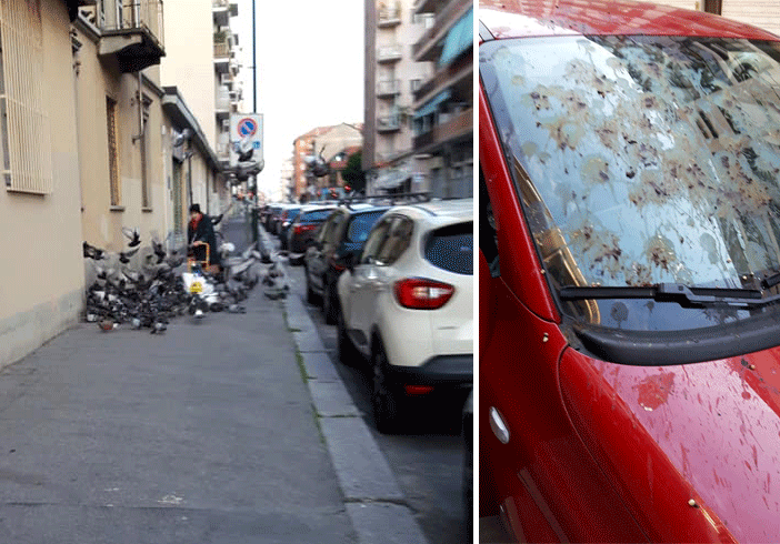 La Mary Poppins di Parella divide il quartiere: i residenti arrabbiati con l’anziana che sfama i piccioni