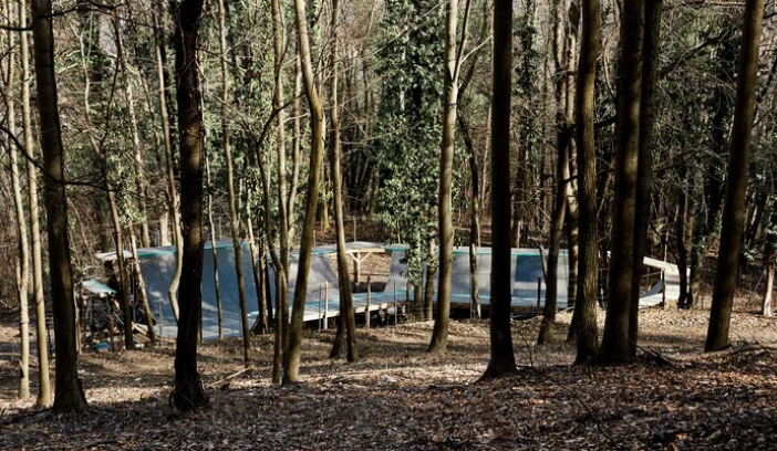 Pista da skate in un bosco
