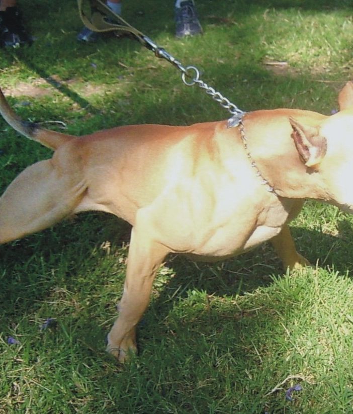 Segue la ex in strada e aizza il pit bull contro di lei e il suo nuovo fidanzato: arrestato