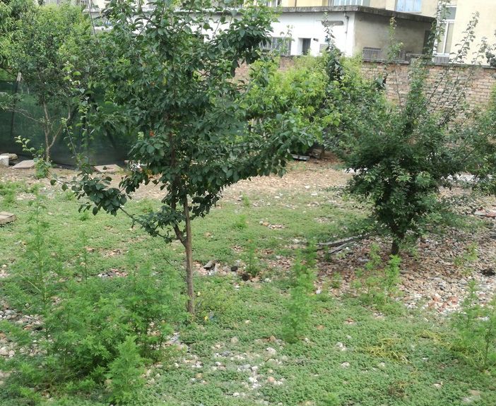 La città che non ti aspetti: in pieno Lingotto c'è un pollaio con tanto di cartello &quot;Non date da mangiare alle galline&quot;