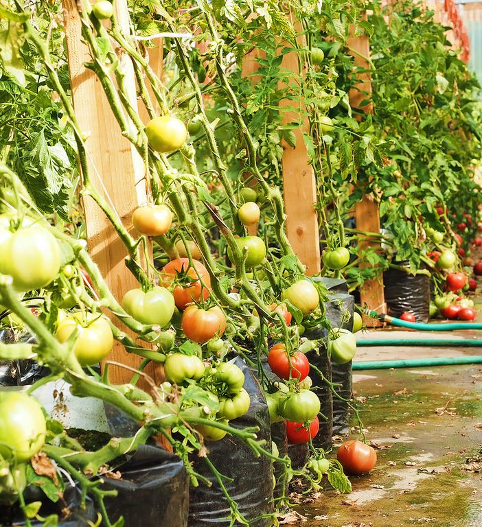 &quot;Etichettatura obbligatoria per il pomodoro da sugo, una tutela della produzione Made in Piemonte&quot;