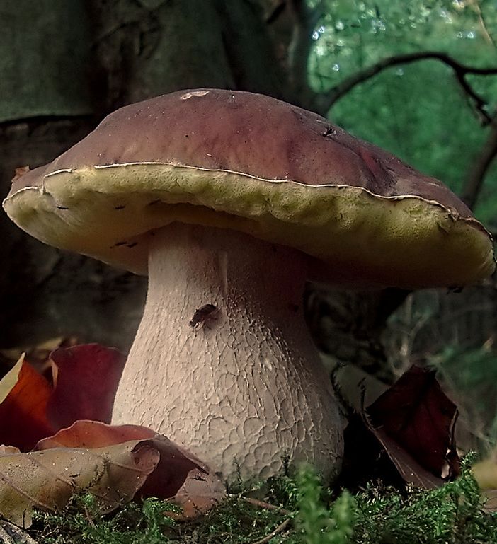 Bardonecchia: mostra, escursione e degustazione di funghi, bacche e frutti selvatici