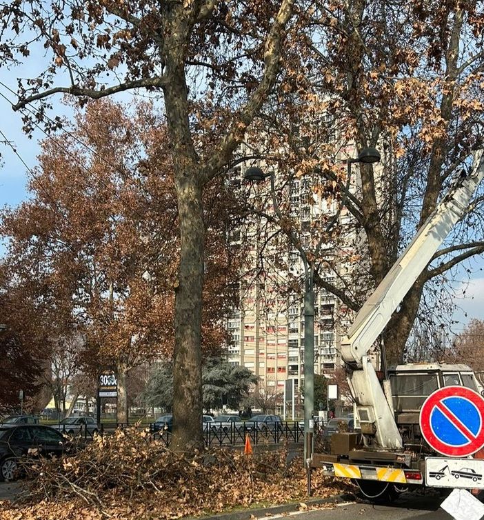 Potature in corso Giulio Cesare: auto e tram salvi dai rami pericolanti dei platani