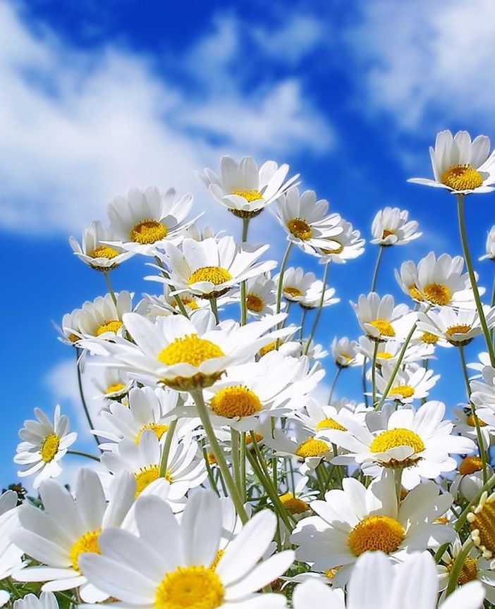 ‘Festa di Primavera’ a Villar Perosa con cena e ballo