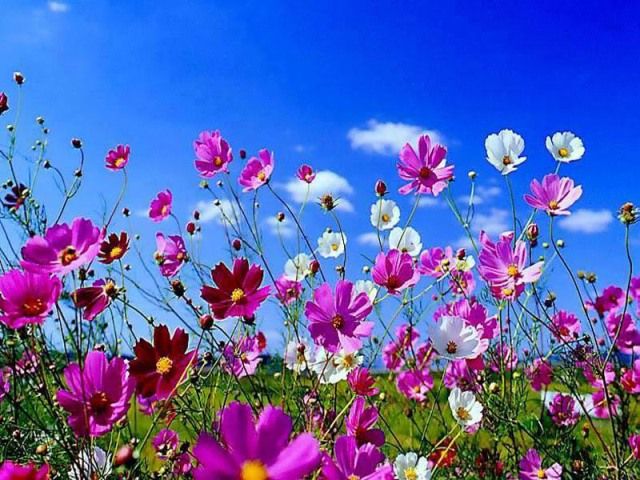 fiori in un campo a primavera