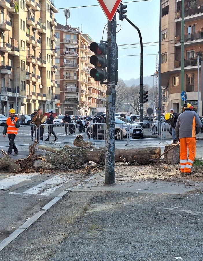 Corso Belgio, non si fermano abbattimenti e potature degli alberi. Deviate le linee Gtt