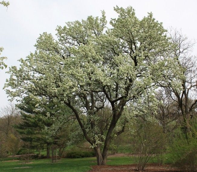 pyrus calleryana