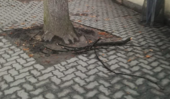 Pericolo caduta rami nel cortile della scuola Don Bosco di via Manata