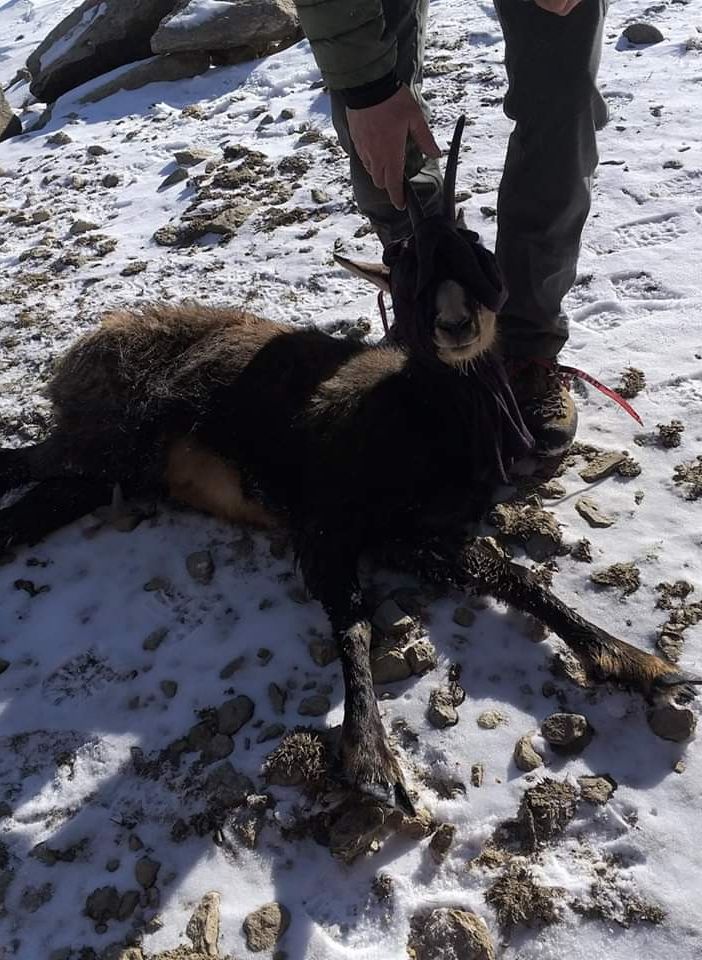 I vigili del fuoco intervengono per salvare un camoscio rimasto ferito a Ceresole Reale (FOTO)