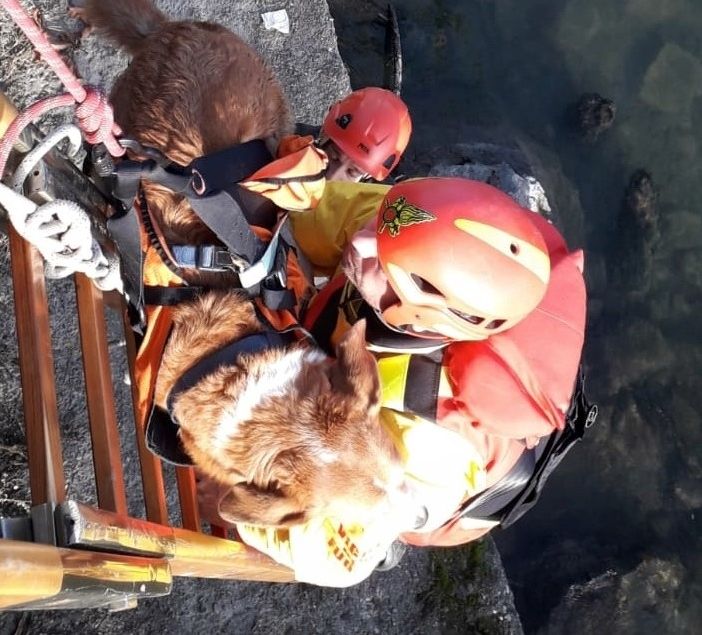 Cane cade dall'argine dei Murazzi, i pompieri lo recuperano dopo averlo imbragato con un &quot;pannolone&quot;