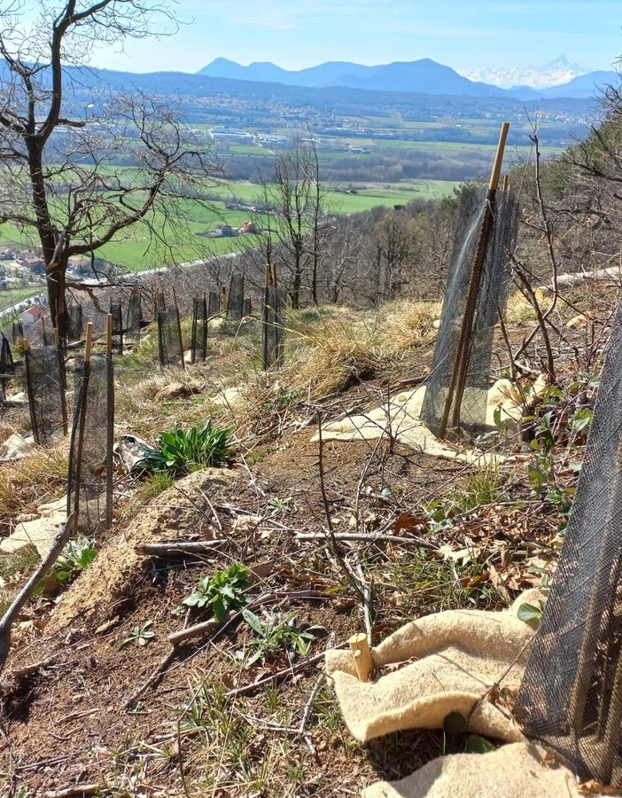 Messe a dimora 90 mila piccole piante nei boschi devastati dagli incendi sopra Mompantero e Caselette