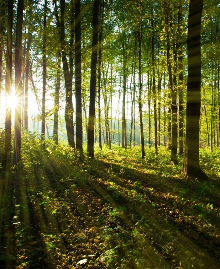 riforestazione - foto d'archivio