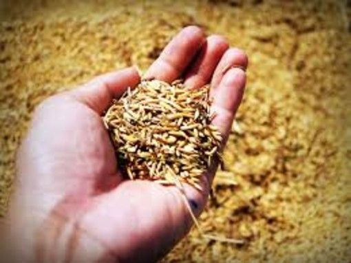 &quot;Danni al riso Made in Piemonte con l'ok all'import dal Vietnam a dazio zero&quot;