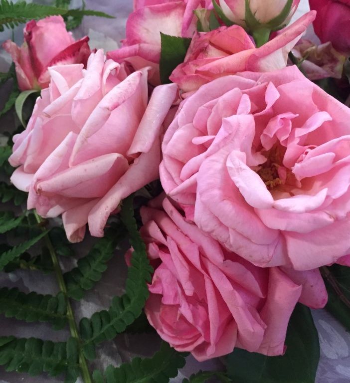 A Venaria torna la Festa delle Rose e di Fragranzia