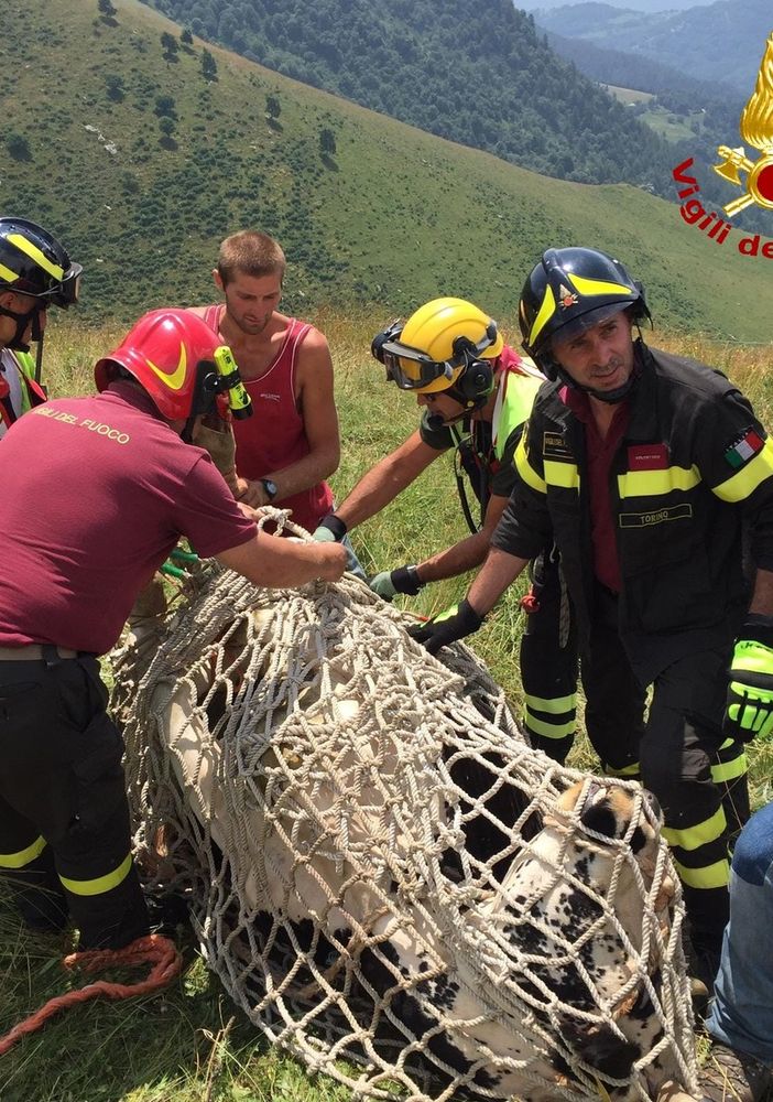Condove, una mucca salvata dai Vigili del Fuoco