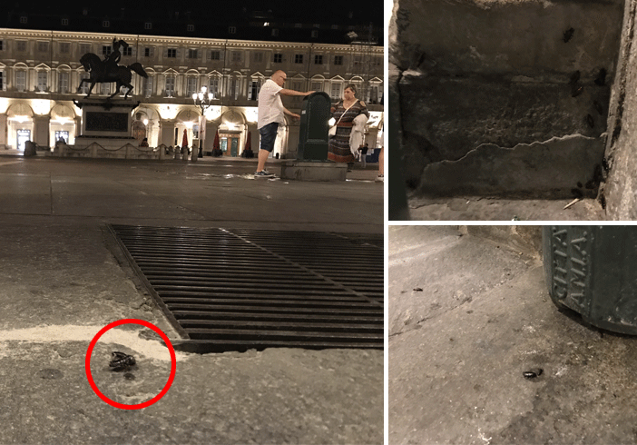 Sporcizia e scarafaggi nel &quot;salotto di Torino&quot;: invasione di blatte nere in piazza San Carlo [VIDEO]
