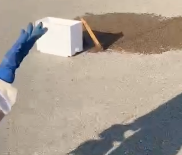 La natura si prende la zona industriale di Orbassano: maxi sciame d'api catturato davanti all'Av El [VIDEO]