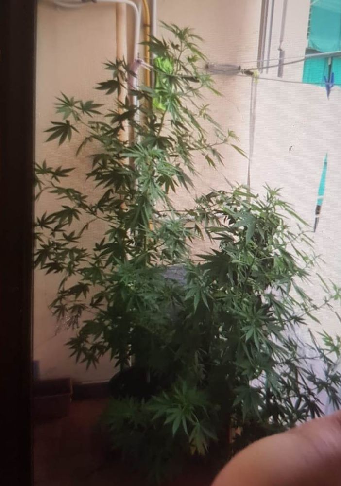 Padre e figlio arrestati per spaccio, un selfie con le piantine di marijuana li incastra