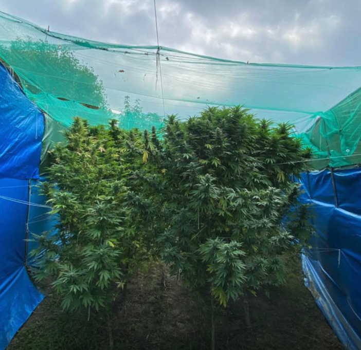 Dalla produzione allo spaccio: nella casa di Cavour la filiera della marijuana era completa [VIDEO]