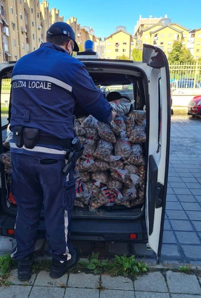 Lotta all’abusivismo, sequestrati 245 kg di noci e sanzione di 2.582 euro al venditore senza permessi