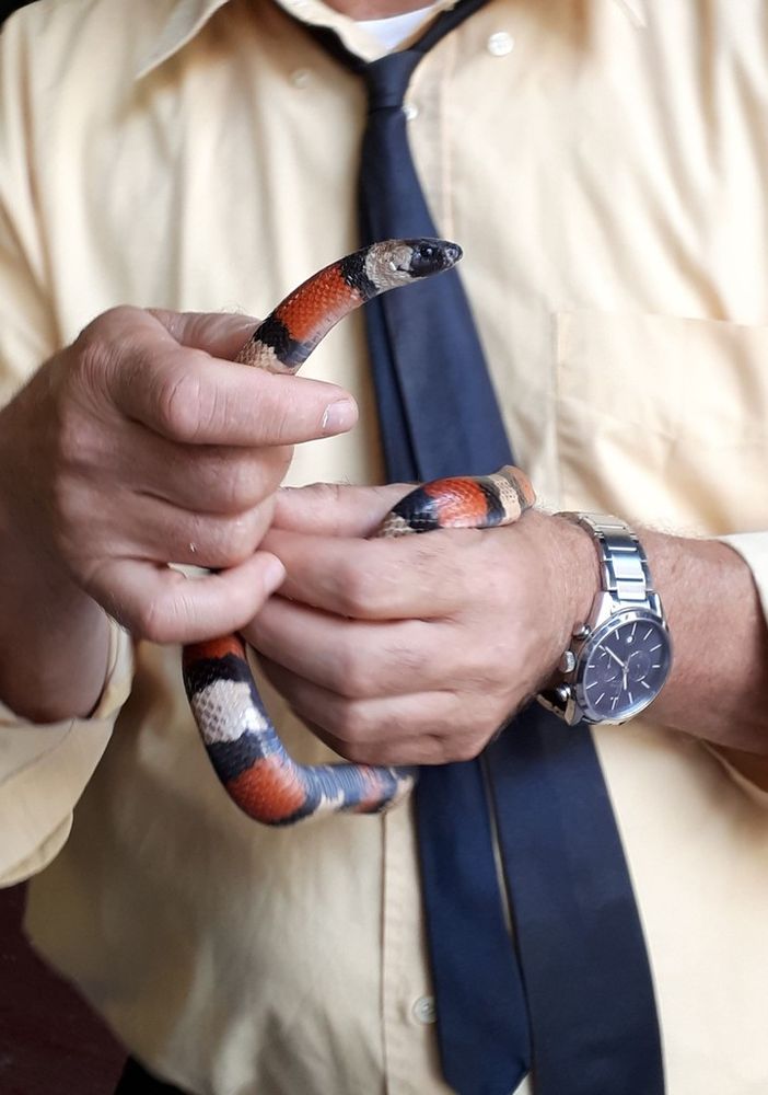 Serpente nel bagno di un alloggio di Volpiano, &quot;Sembra velenoso, ma in realtà è innocuo&quot;