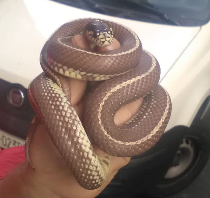 Un ospite strisciante a San Salvario: trovato serpente in un tombino di via Foscolo