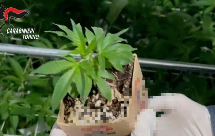 Cantina trasformata in laboratorio per la produzione di marijuana: arrestato un quarantenne [VIDEO]