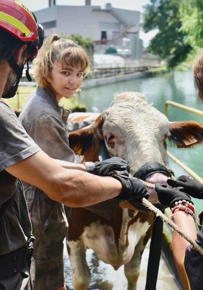 Mucca cade nel canale: i sommozzatori la recuperano usando delle larghe fasce per imbrigliarla [VIDEO]
