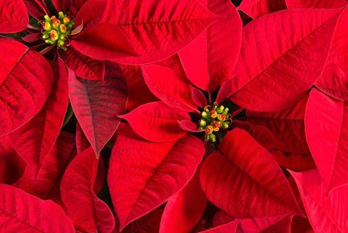 Stelle di Natale per combattere la leucemia nelle librerie della Circoscrizione 3